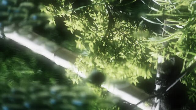紋を拡げて静かに揺れる穏やかな川の流れと表面に夏の自然の緑を反射する水面の揺らぎ　水資源・夏休み・アウトドア　日本の涼しい風景　
