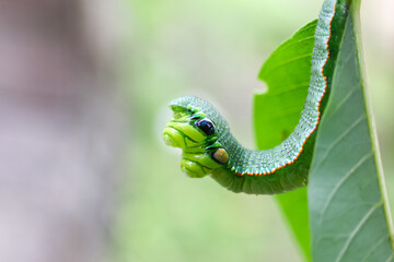 Obraz premium Green caterpillar with detailed textured body and eye like markings arches from leaf, vivid macro close up showing natural pattern, green color and delicate edge contrast