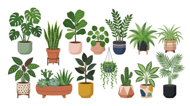 Vector set of various potted house plants isolated on white background.