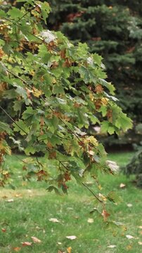 Vertical video. Autumn branch. Nature park. Green maple leaves with brown dry seeds hanging on tree forest. Plant foliage on grass.