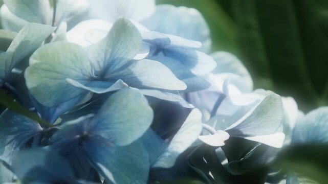 柔らかい日差しを浴びてキラキラ輝く紫陽花の花　日本・季節・梅雨の背景