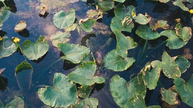 A snapping turtle emerging from under lily pads, biting, and retreating back into the water.