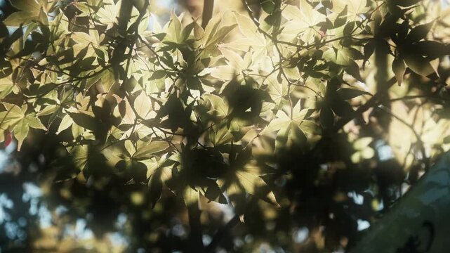 さわやかな朝の太陽の眩しい日差しと光でキラキラ輝く木々の葉・モミジの葉のきらめきと木漏れ日　自然の緑の丸ボケとやわらかい日光の背景　アウトドア・季節・夏・はじまり・洗濯・天気晴れの風景