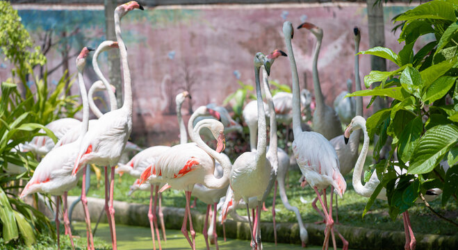Group of white and pink flamingos in a zoo or safari park with tropical plants.