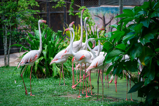 Group of white and pink flamingos in a zoo or safari park with tropical plants.