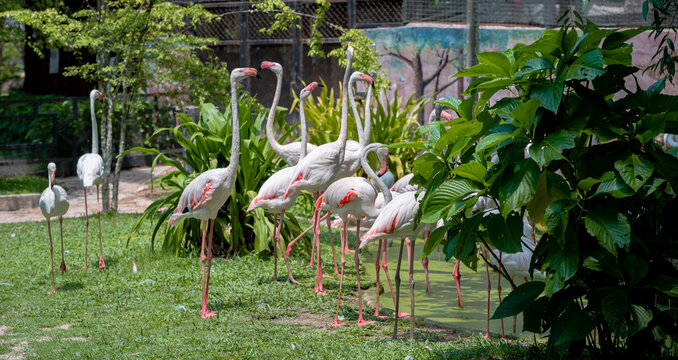 Group of white and pink flamingos in a zoo or safari park with tropical plants.