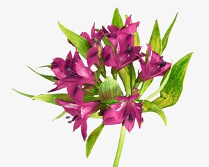 Obraz premium Purple flower on simple background