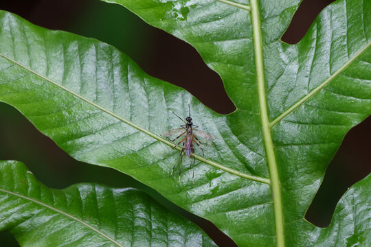 Small slender ichneumon wasp resting on glossy green fern leaf in tropical forest, delicate wings and long ovipositor visible, serene natural scene with soft background bokeh