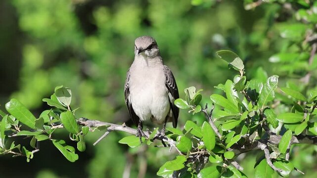 Northern Mockingbird Perched on a Tree Branch in Bright Sunlight