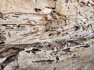 Fototapeta premium Termite damaged wooden door surface texture showing severe wood decay and insect tunnels.