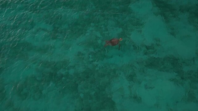Aerial drone shot of a sea turtle swimming fast through crystal clear shallow water and surfacing quickly to get air near Onuk Island in Balabac Palawan Philippines under bright tropical conditions