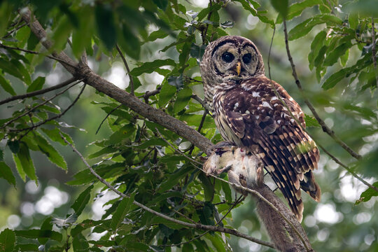barred owl with prey