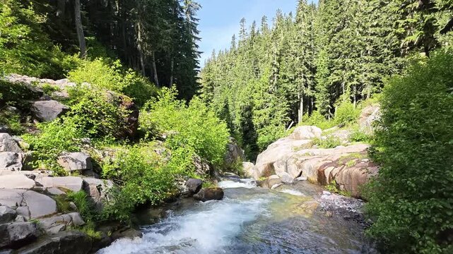 Flowing Mountain Stream in Washington Forest