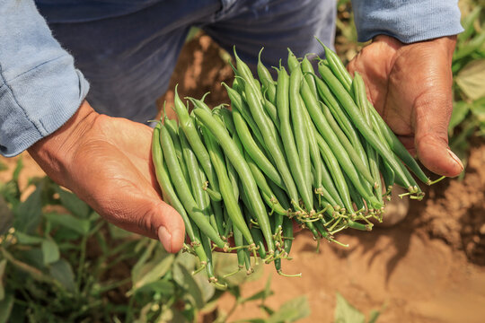 Farmer harvesting fresh organic green beans on a farm