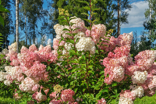 Large bush of pink and white Hydrangea paniculata flowers blooming in a sunny garden during late summer. Vibrant floral landscape with green leaves and blue sky background.