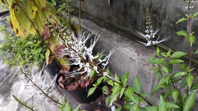 Cat's Whiskers (Orthosiphon aristatus) Medicinal Plant with White Flowers