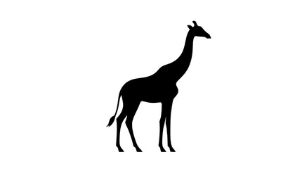 Fototapeta premium Giraffe standing in a profile view is depicted as a solid black silhouette isolated on white background.