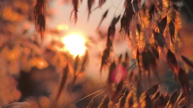Delicate Ruellia repens flowers and lush green foliage illuminated by the warm glow of sunset, creating a peaceful tropical garden scene with a soft golden background and natural bokeh.