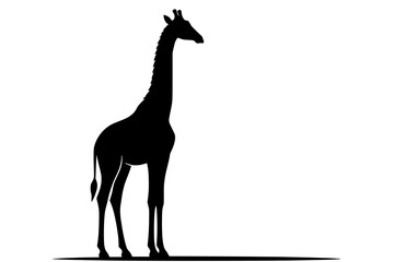 Fototapeta premium Giraffe standing in profile is illustrated as a solid black silhouette against a stark white backdrop.
