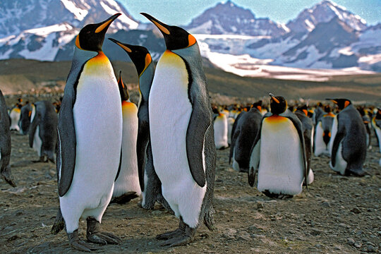 Pinguim