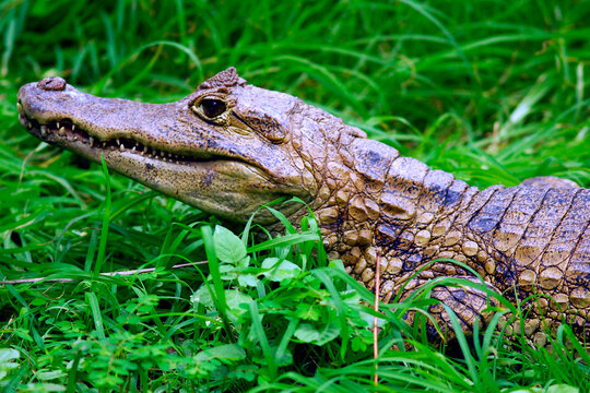 Crocodilo