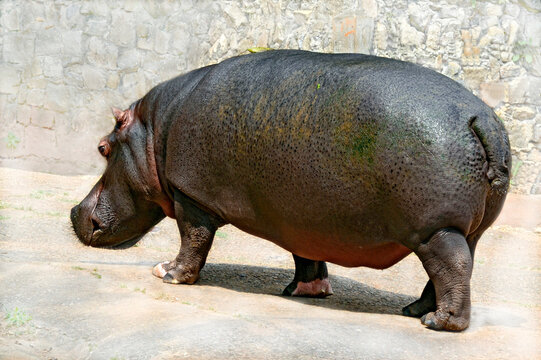 Hipopotamo