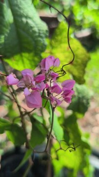 Beautiful Antigonon leptopus flowers blooming abundantly on a climbing vine, featuring delicate pink blossoms and lush green foliage that brighten tropical gardens and natural landscapes.
