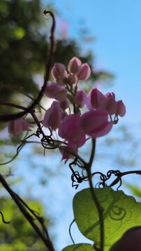Beautiful Antigonon leptopus flowers blooming abundantly on a climbing vine, featuring delicate pink blossoms and lush green foliage that brighten tropical gardens and natural landscapes.