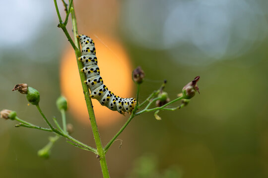 Artistic macro of a mullein moth caterpillar on a plant stem with a warm glowing bokeh background. Cucullia verbasci larva on a figwort.