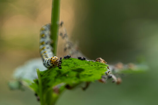 Artistic macro of a mullein moth caterpillar on a plant stem with a warm glowing bokeh background. Cucullia verbasci larva on a figwort.