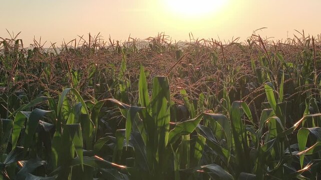 Beautiful sunrise illuminating a corn plantation with warm golden light, creating a peaceful rural landscape as sunlight emerges above rows of growing corn plants and surrounding farmland.