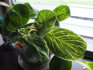Philodendron Birkin with Variegated Green Leaves © ichigoichie