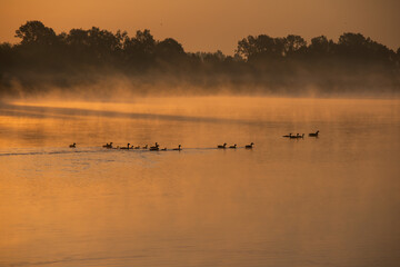 Naklejka premium A tranquil pond in the misty morning light – a beautiful, picturesque natural backdrop.