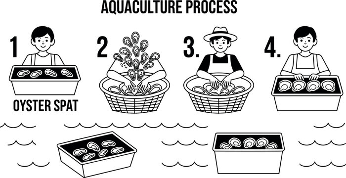Aquaculture process infographic vector showing step by step oyster farming and seafood cultivation by local fishermen