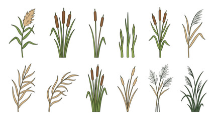 Fototapeta premium Premium reed botanical collection set with wetland reeds and cattail stems vector