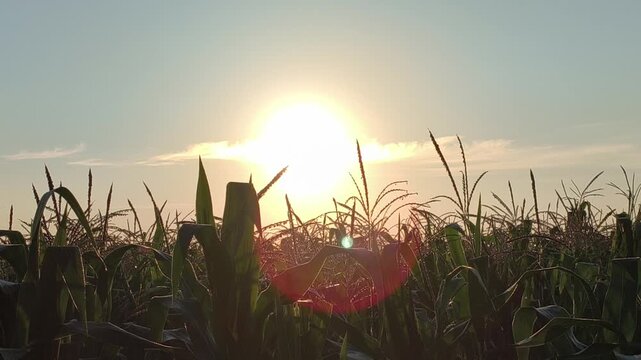 Beautiful sunrise illuminating a corn plantation with warm golden light, creating a peaceful rural landscape as sunlight emerges above rows of growing corn plants and surrounding farmland.
