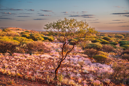 Australian outback landscape blooming wildflowers sunset light