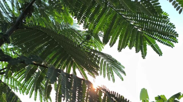 Close-up of fresh green leaves of the Flamboyant tree (Delonix regia), showcasing delicate feathery leaflets and lush tropical foliage in natural outdoor sunlight