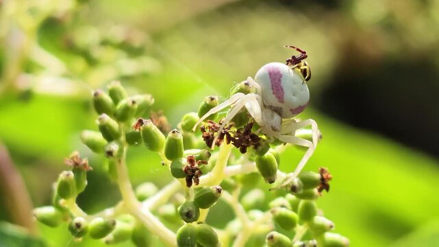 Close-up of a white and pink crab spider on green flower buds
