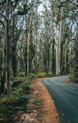 Fototapeta premium Winding road through tall eucalyptus forest and nature