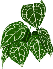 Anthurium crystallinum plant vector illustration isolated on white background © galang