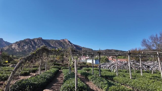 A neat tea plantation with wooden frames sits in a rural area, backed by rocky mountains under a clear bright blue sky.