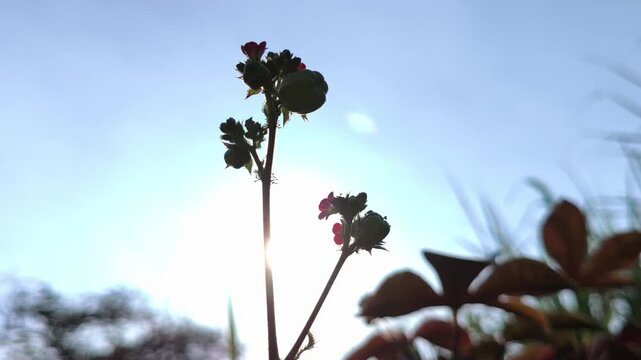 A striking silhouette of Jatropha gossypifolia flower clusters against a glowing sunset sky, highlighting the plant's delicate floral structure and creating a dramatic tropical nature scene