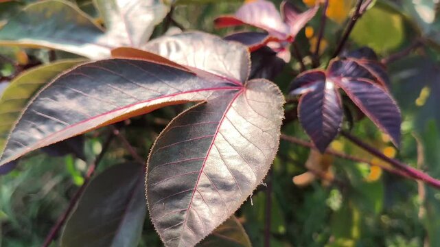 Distinctive Jatropha gossypifolia leaves featuring deep purple to dark green tones with unique lobed shapes, showcasing the ornamental beauty and striking foliage of this tropical plant.