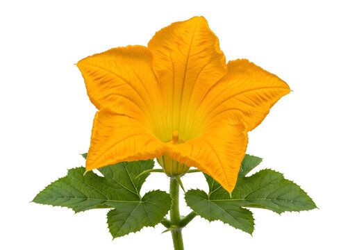 Vibrant yellow squash blossom with green leaves on white background