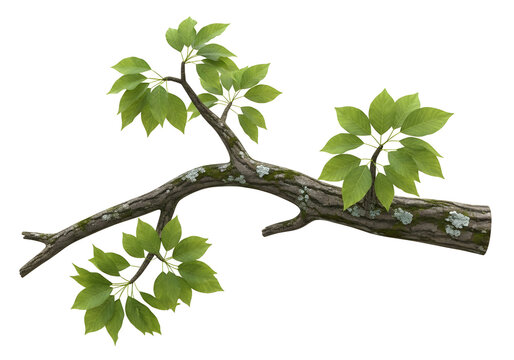 Bonsai tree branch with fresh green leaves on driftwood natural minimalist home decor zen garden background