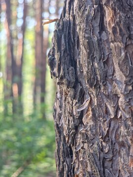 Pine tree bark closeup forest