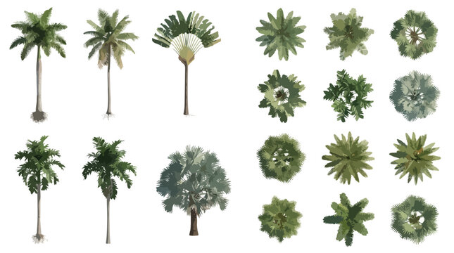 Tropical palm tree vector set, architectural landscape plan view and elevation symbols, 18 green botanical elements for site mapping and garden design