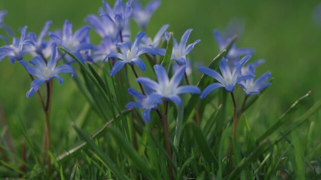 Vibrant blue scilla flowers sway in the breeze near Inglis Falls during early spring.