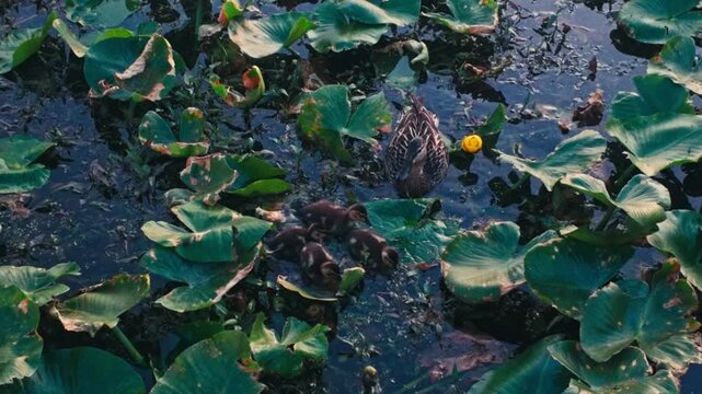 A Duck and its ducklings eating in a lily pad pond in a marsh.